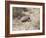 Armadillo, Valdes Peninsula, Patagonia, Argentina, South America-Robert Harding-Framed Photographic Print