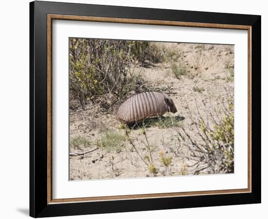 Armadillo, Valdes Peninsula, Patagonia, Argentina, South America-Robert Harding-Framed Photographic Print