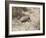 Armadillo, Valdes Peninsula, Patagonia, Argentina, South America-Robert Harding-Framed Photographic Print