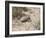 Armadillo, Valdes Peninsula, Patagonia, Argentina, South America-Robert Harding-Framed Photographic Print