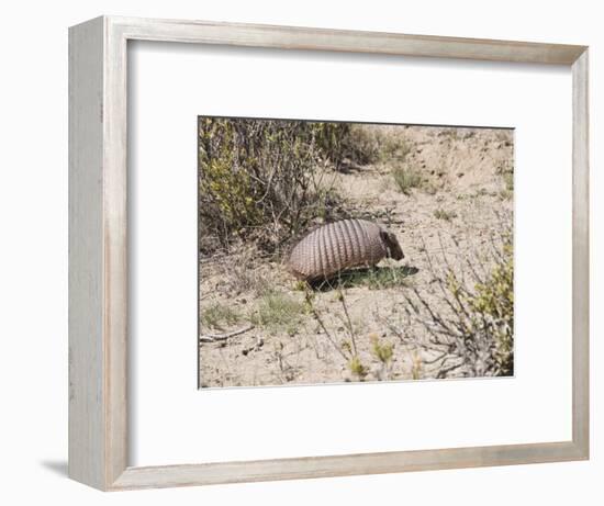 Armadillo, Valdes Peninsula, Patagonia, Argentina, South America-Robert Harding-Framed Photographic Print