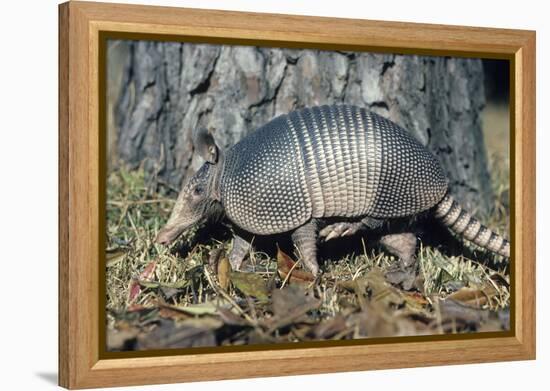 Armadillo-null-Framed Premier Image Canvas