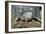 Armadillo-null-Framed Photographic Print