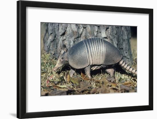 Armadillo-null-Framed Photographic Print