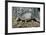 Armadillo-null-Framed Photographic Print