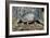 Armadillo-null-Framed Photographic Print