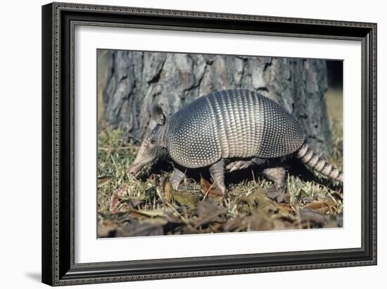 Armadillo-null-Framed Photographic Print