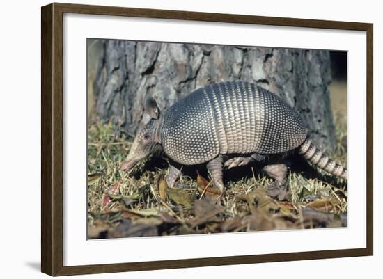 Armadillo-null-Framed Photographic Print