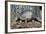 Armadillo-null-Framed Photographic Print