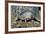 Armadillo-null-Framed Photographic Print