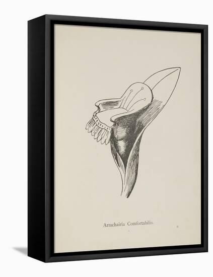 Armchairia Confortablis. Illustration From Nonsense Botany by Edward Lear, Published in 1889.-Edward Lear-Framed Premier Image Canvas