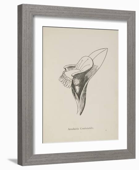 Armchairia Confortablis. Illustration From Nonsense Botany by Edward Lear, Published in 1889.-Edward Lear-Framed Giclee Print