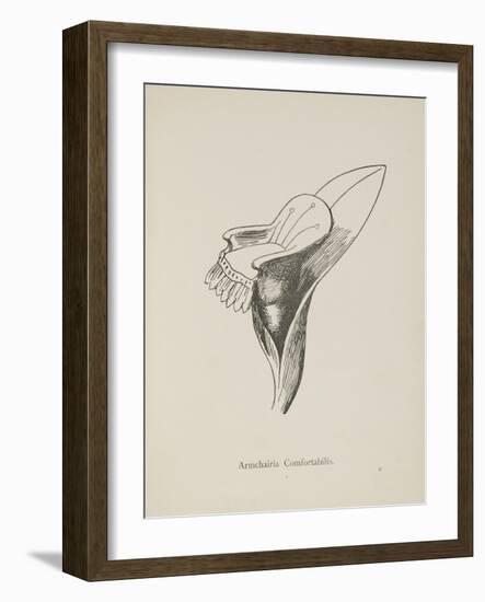 Armchairia Confortablis. Illustration From Nonsense Botany by Edward Lear, Published in 1889.-Edward Lear-Framed Giclee Print