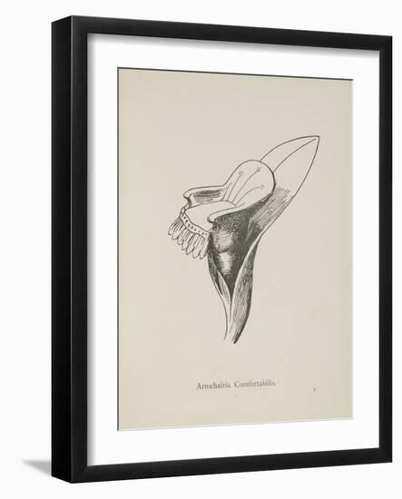 Armchairia Confortablis. Illustration From Nonsense Botany by Edward Lear, Published in 1889.-Edward Lear-Framed Giclee Print