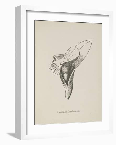 Armchairia Confortablis. Illustration From Nonsense Botany by Edward Lear, Published in 1889.-Edward Lear-Framed Giclee Print