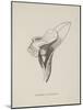 Armchairia Confortablis. Illustration From Nonsense Botany by Edward Lear, Published in 1889.-Edward Lear-Mounted Giclee Print