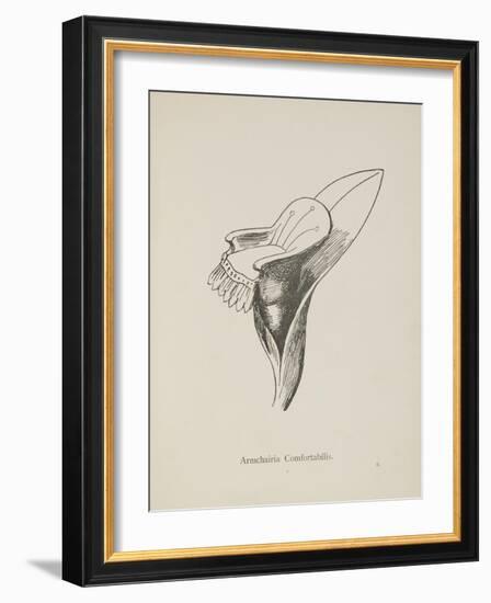 Armchairia Confortablis. Illustration From Nonsense Botany by Edward Lear, Published in 1889.-Edward Lear-Framed Giclee Print