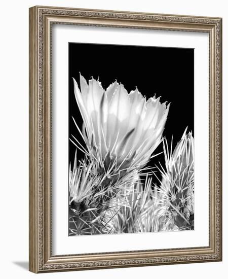 Armed and Beautiful BW-Douglas Taylor-Framed Photographic Print