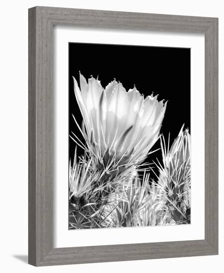 Armed and Beautiful BW-Douglas Taylor-Framed Photographic Print