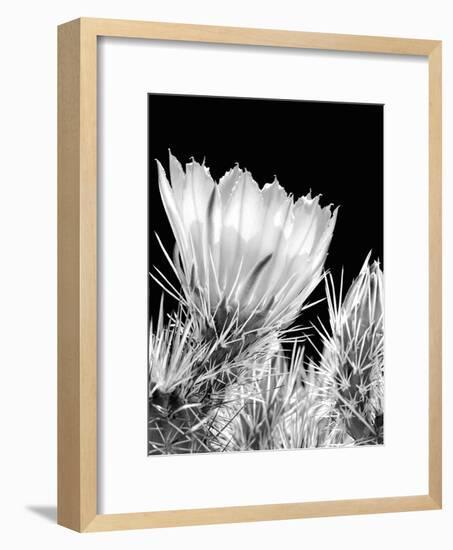 Armed and Beautiful BW-Douglas Taylor-Framed Photographic Print