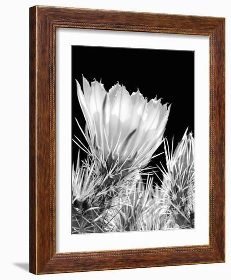 Armed and Beautiful BW-Douglas Taylor-Framed Photographic Print