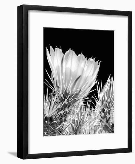 Armed and Beautiful BW-Douglas Taylor-Framed Photographic Print