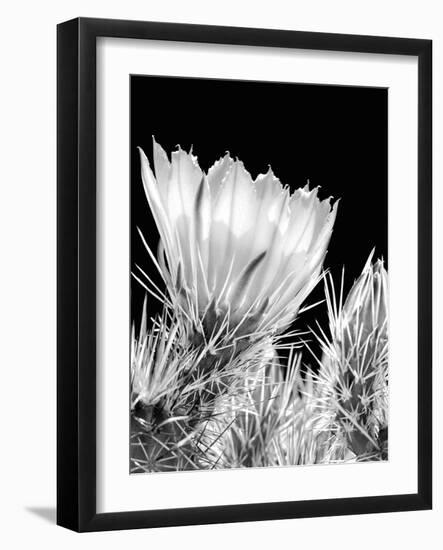 Armed and Beautiful BW-Douglas Taylor-Framed Photographic Print