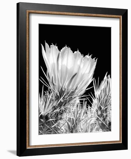 Armed and Beautiful BW-Douglas Taylor-Framed Photographic Print