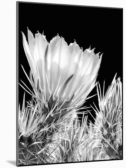 Armed and Beautiful BW-Douglas Taylor-Mounted Photographic Print