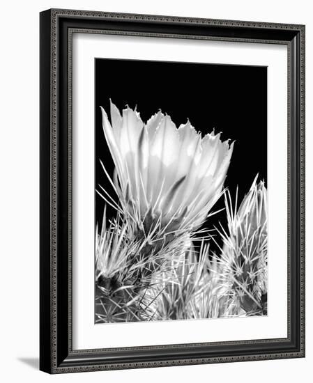 Armed and Beautiful BW-Douglas Taylor-Framed Photographic Print