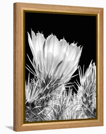 Armed and Beautiful BW-Douglas Taylor-Framed Premier Image Canvas