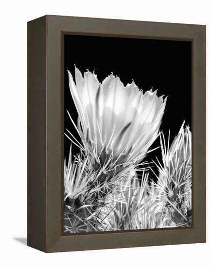 Armed and Beautiful BW-Douglas Taylor-Framed Premier Image Canvas