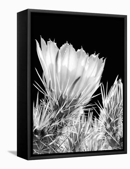 Armed and Beautiful BW-Douglas Taylor-Framed Premier Image Canvas