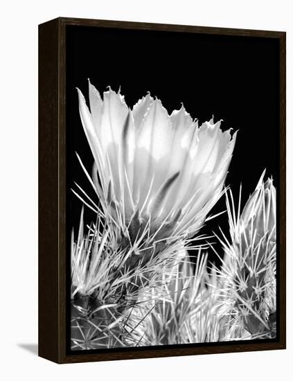Armed and Beautiful BW-Douglas Taylor-Framed Premier Image Canvas