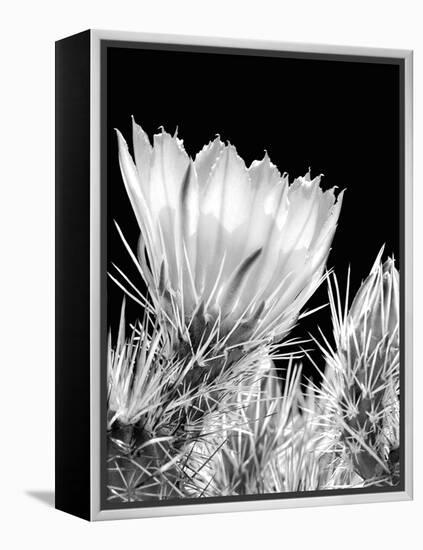 Armed and Beautiful BW-Douglas Taylor-Framed Premier Image Canvas