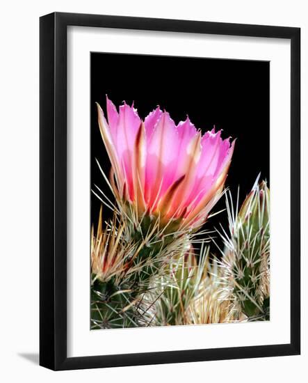Armed and Beautiful-Douglas Taylor-Framed Photographic Print