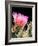 Armed and Beautiful-Douglas Taylor-Framed Photographic Print