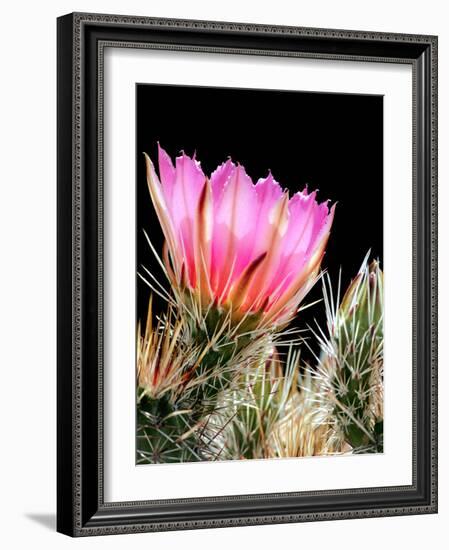 Armed and Beautiful-Douglas Taylor-Framed Photographic Print