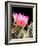 Armed and Beautiful-Douglas Taylor-Framed Photographic Print