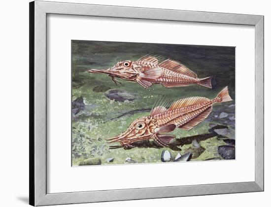 Armed Gurnard (Peristedion Cataphractum), Peristediidae-null-Framed Giclee Print