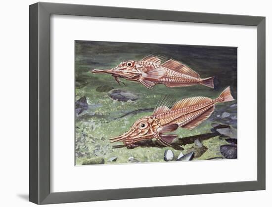 Armed Gurnard (Peristedion Cataphractum), Peristediidae-null-Framed Giclee Print