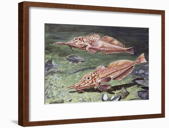 Armed Gurnard (Peristedion Cataphractum), Peristediidae-null-Framed Giclee Print