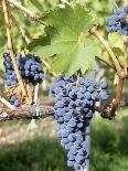 Grape Picking in Renato Ratti Vineyard, Piedmont, Italy-Armin Faber-Photographic Print