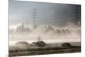 Photographic Print