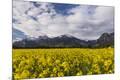 Photographic Print