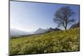 Photographic Print