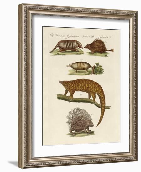 Armoured and Prickly Animals-null-Framed Giclee Print