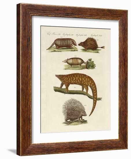 Armoured and Prickly Animals-null-Framed Giclee Print