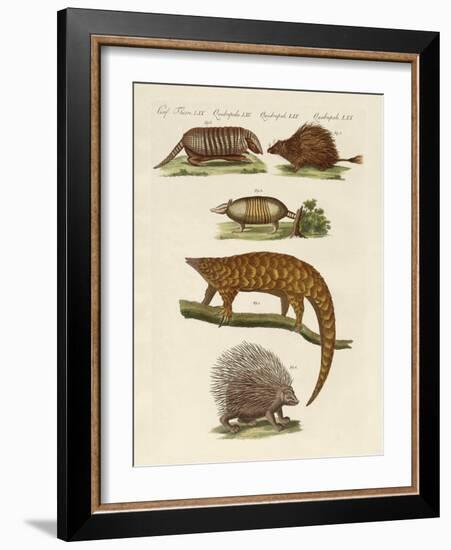 Armoured and Prickly Animals-null-Framed Giclee Print