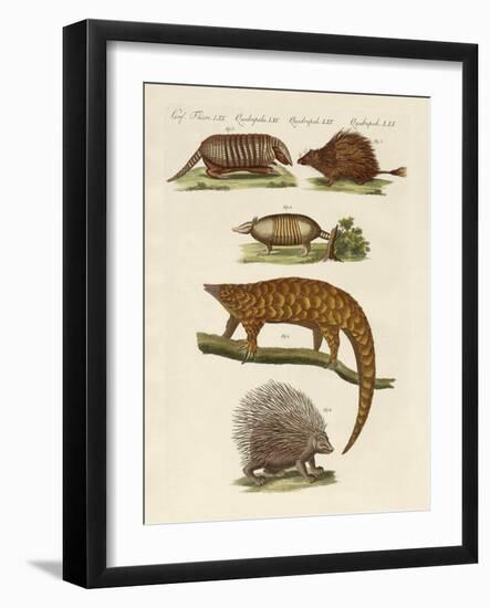 Armoured and Prickly Animals-null-Framed Giclee Print